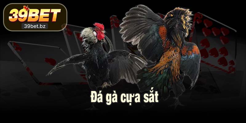 Đá gà cựa sắt